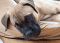 Boerboel pup