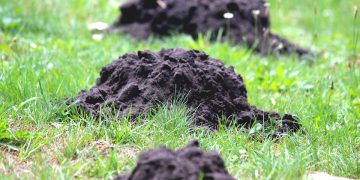 Carbid schieten is voor meer goed dan je denktCarbid schieten is voor meer goed dan je denkt