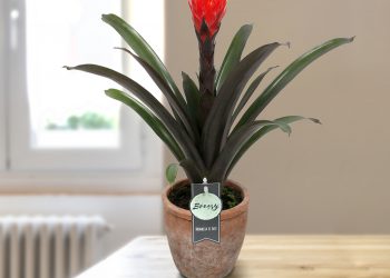 Online planten kopen