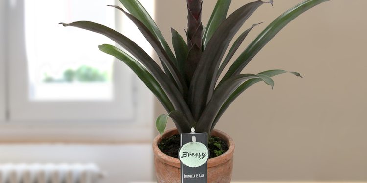 Online planten kopen