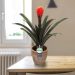 Online planten kopen