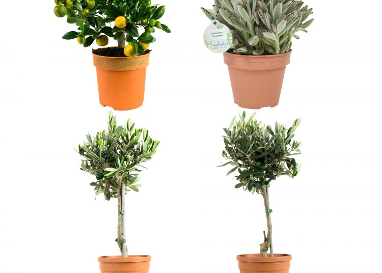 Welke planten kiest u?