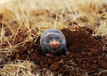 Wie is de mol 4x wetenswaardigheden over het dier