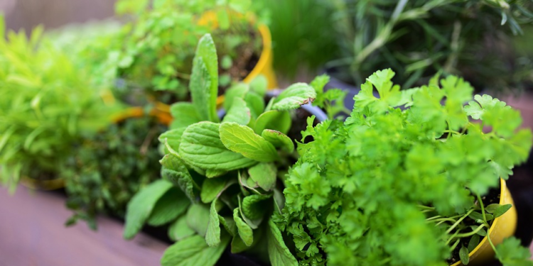 Maak je tuin zomerklaar met een houten bloembak