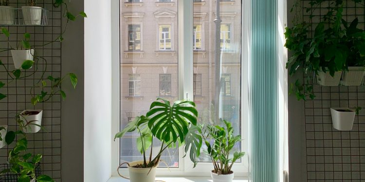 Tips voor het kiezen van de juiste kamerplant