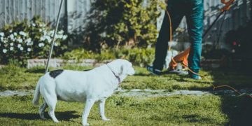 Je tuin renoveren? Gebruik dit stappenplan